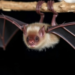 Ancient DNA Reveals Hidden Evolutionary Story of Mediterranean Long-Fingered Bat