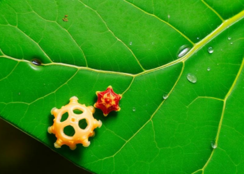 Hidden Yeast Diversity Revealed: Seven New Fungal Species and One New Genus Discovered on Chinese Leaves