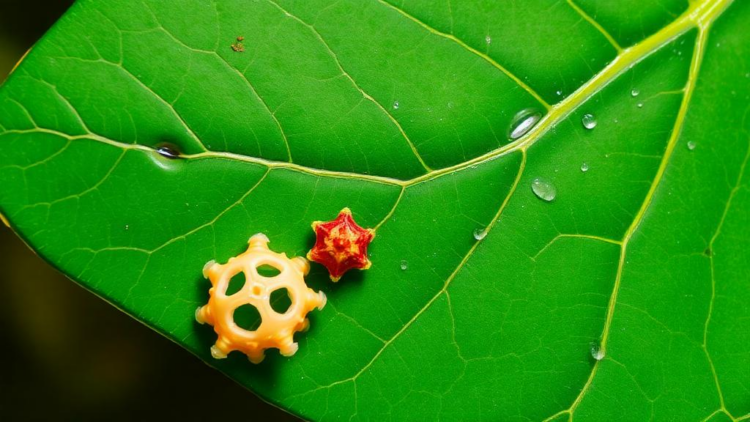 Hidden Yeast Diversity Revealed: Seven New Fungal Species and One New Genus Discovered on Chinese Leaves