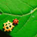Hidden Yeast Diversity Revealed: Seven New Fungal Species and One New Genus Discovered on Chinese Leaves