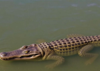 Ancient Water Wisdom Could Decide the Fate of Africa’s Nile Crocodiles