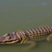 Ancient Water Wisdom Could Decide the Fate of Africa’s Nile Crocodiles