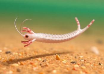 Anchor Worm Parasite Thrives in Warm Waters of Philippine Lake, Study Finds