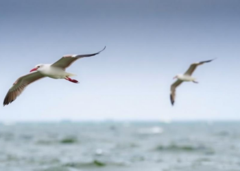 Weather and climate reshape Wadden Sea bird communities in contrasting ways