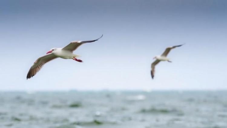 Weather and climate reshape Wadden Sea bird communities in contrasting ways