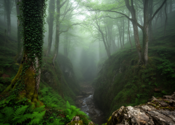 Ravine Forests of Colchis: Georgia’s Hidden Tertiary Relict Sanctuaries