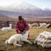 Cutting Out the Middleman May Not Help Alpaca Herders After All