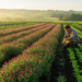 Cover Crops Emerge as Multifunctional Ecological Regulators in Organic Farming