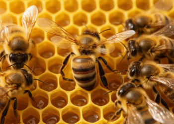 Honey Bee Waggle Dance Networks Are Surprisingly Sparse, and Individuality Helps Information Flow