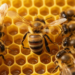 Honey Bee Waggle Dance Networks Are Surprisingly Sparse, and Individuality Helps Information Flow