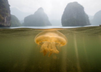 Golden jellyfish symbionts falter in Palau’s turbid marine lakes