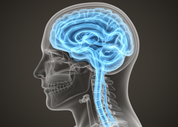 Cerebrospinal Fluid Flow Is Far More Variable Than Doctors Thought