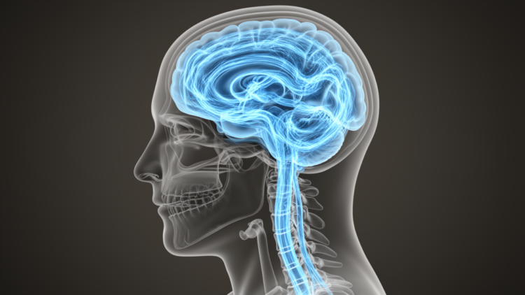 Cerebrospinal Fluid Flow Is Far More Variable Than Doctors Thought