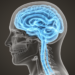 Cerebrospinal Fluid Flow Is Far More Variable Than Doctors Thought