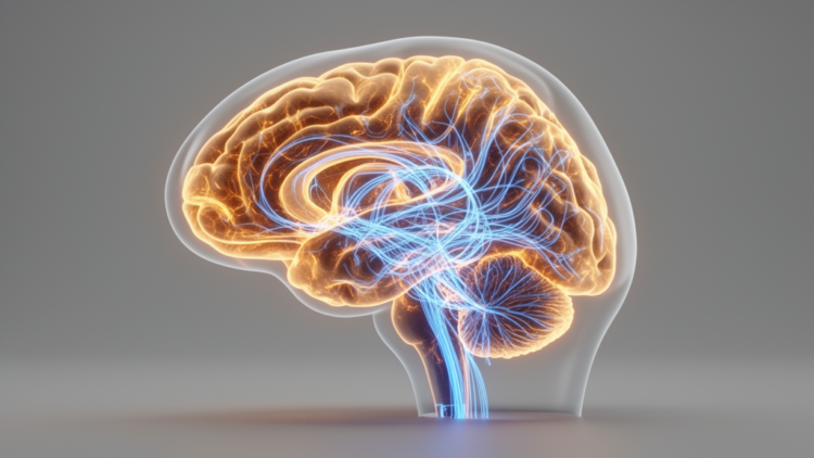 Dystonia Rewired: How Brain Networks Explain a Movement Disorder