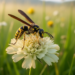 Rare Pollen Wasp Seen for the First Time in Georgia Reveals Its Secret Flower Ritual