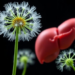 Dandelion-Derived Compound Gets a Nanotech Upgrade to Shield the Liver From Drug Damage