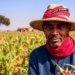 Khat Cash Crop Sustains Ethiopian Farmers but Squeezes Food Security