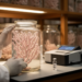 Short DNA Barcodes Unlock Decades-Old Octocoral Specimens in Japanese Museum Collection