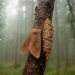 DNA Barcodes Reveal Hidden Puzzle in Poland’s Rare Parthenogenetic Bagworm Moths