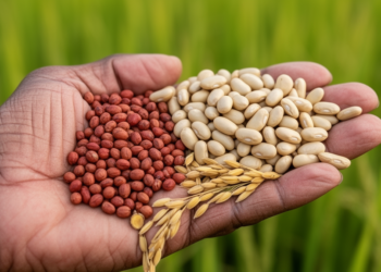 Rice Seed-Size Genes Point the Way to Bigger Groundnut Kernels