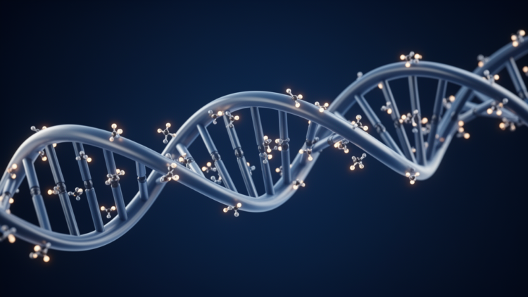 DNA Methylation: The Dynamic Software of the Genome That Shapes Human Disease