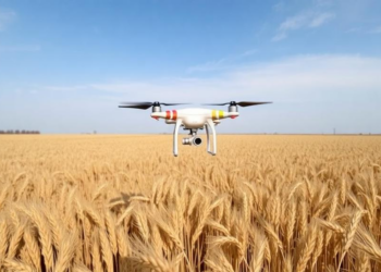 Drone Models Rank Unseen Wheat Lines in Kazakhstan’s Harshest Season