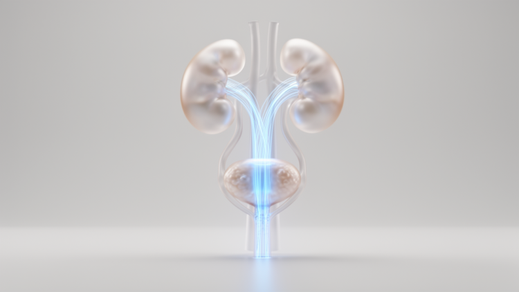 A Mathematical Map of the Male Urinary System Puts the Prostate in the Path of Flow