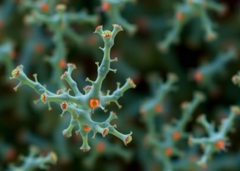 Gut Bacteria Weaponized Against Superbugs Threatening the Food Supply