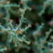 Gut Bacteria Weaponized Against Superbugs Threatening the Food Supply
