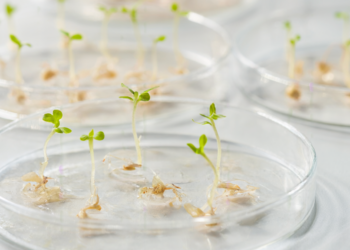 Sainfoin Genes Reveal Gibberellin Role in Seed Germination