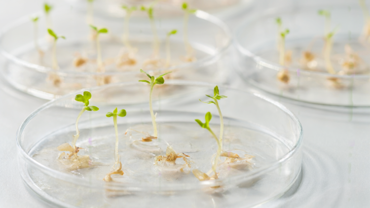 Sainfoin Genes Reveal Gibberellin Role in Seed Germination