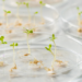 Sainfoin Genes Reveal Gibberellin Role in Seed Germination