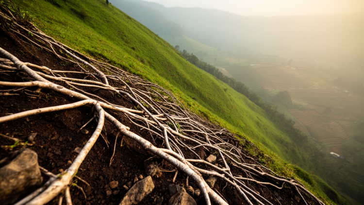 Thin Tree Roots With Steel-Like Strength Could Shield Mountain Slopes From Deadly Landslides