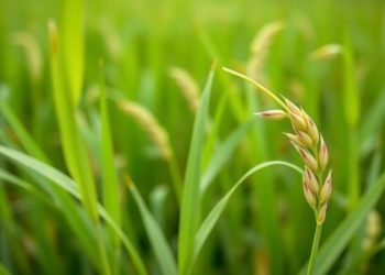 Hidden Resistance Genes in Indian Rice Landraces Point to Brown Spot Defenses