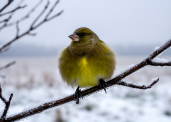 When Fat Saves Lives: Disease Flips the Survival Rules for Wintering Greenfinches