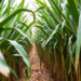 Scientists Map the Genes Behind Sugar and Yield in Global Sugarcane Hunt