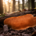 Crust Fungi Clock: Ancient White-Rot Genus Phanerochaete Traced Back 100 Million Years