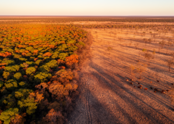 New mapping tool pinpoints where livestock grazing hurts Argentine forests
