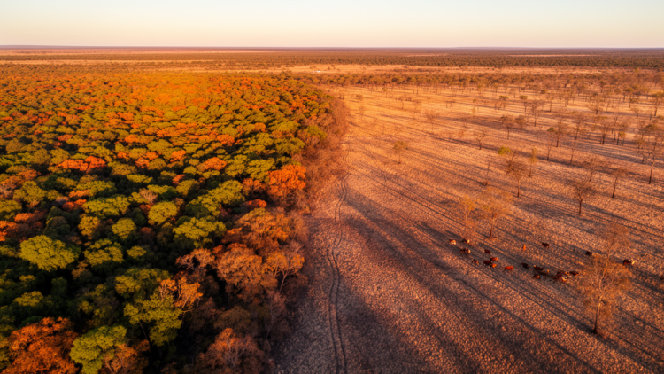 New mapping tool pinpoints where livestock grazing hurts Argentine forests
