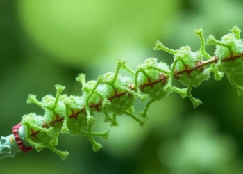 Bacterial Chimera Protein TrxMt Turns Two Molecular Tools Against Heavy Metal Pollution