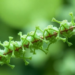 Bacterial Chimera Protein TrxMt Turns Two Molecular Tools Against Heavy Metal Pollution