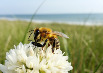 Tiny Parasitoid Wasp Discovered in China Attacks a Beloved Coastal Pollinator Bee