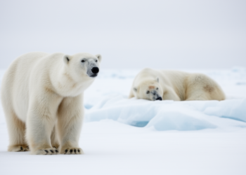 Polar bears have personalities that shift with age, new seven-year study reveals