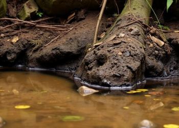 Hidden Chemistry of a Karst Wetland Reveals Why Phosphorus Behaves Differently Across Soils