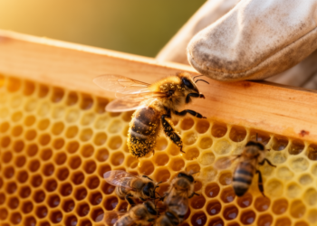New Frontiers in Bee Science Reveal How Bees Battle Heat, Mites and Viruses
