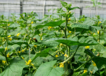 Cucumber Genome Atlas Maps Sex Determination Networks