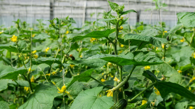 Cucumber Genome Atlas Maps Sex Determination Networks