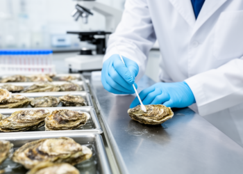 Swabbing Oysters for DNA Could Transform Shellfish Breeding