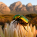 Hidden beetle radiation: eleven new flower chafer species revealed in South Africa’s Cape mountains